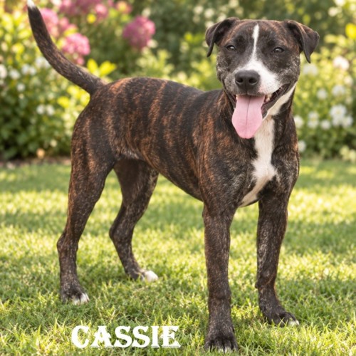 Cassie - Mixed breed Dog
