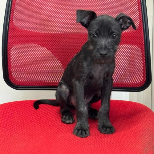 Zorro - Staffordshire Bull Terrier x Australian Terrier Dog