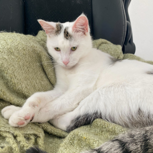 Indy - Domestic Short Hair (DSH) Cat