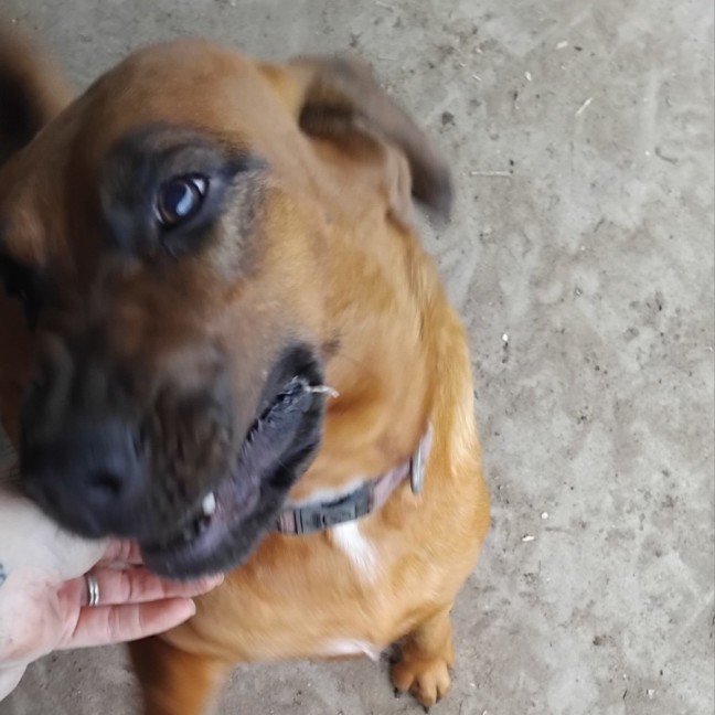 Photo of Dixie & Daisy