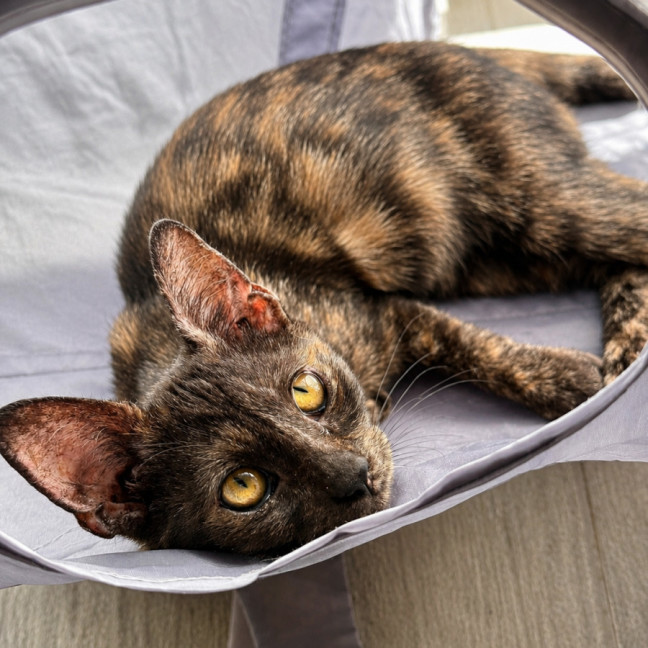 Photo of Latte