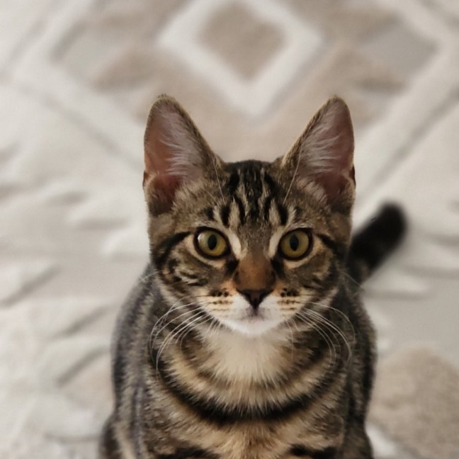 Photo of Miriam ^^Dandy Cat Rescue^^