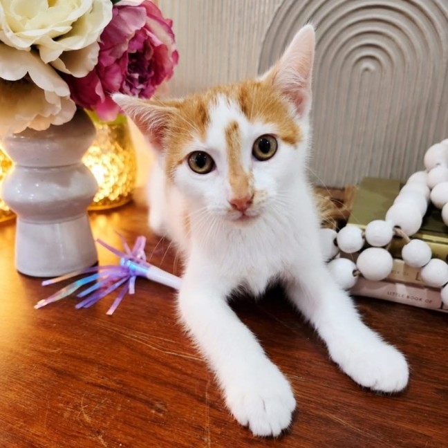 Photo of Basil
