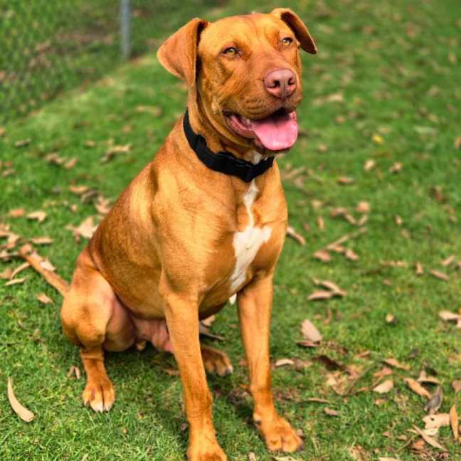Photo of Tucker