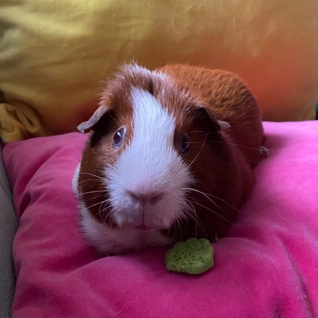 Photo of Buddy