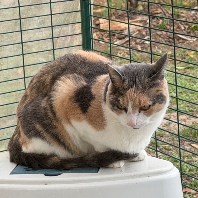 Photo of Izzy