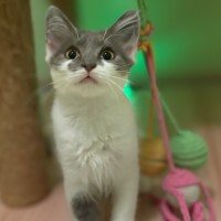 Photo of 🩷 Coco 🩷