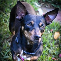 Photo of Jasmine & Bluebell