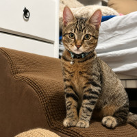 Photo of Biscuit