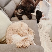 Photo of Riley