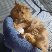 Photo of Potato