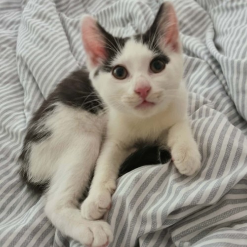 Pyro - Domestic Short Hair (DSH) Cat