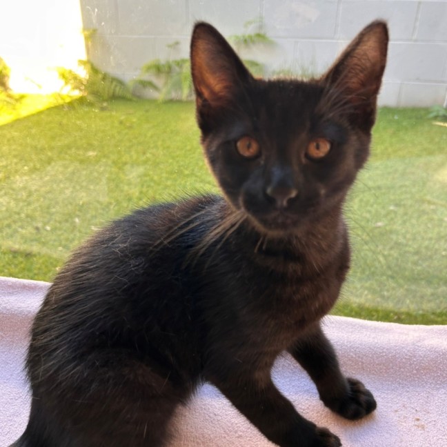 Photo of C1499 Nacho