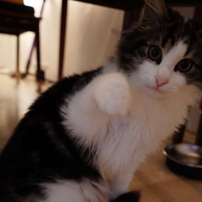 Photo of Teddy