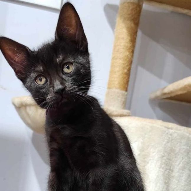 Photo of Saffie