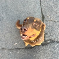 Photo of Boris