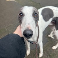 Photo of Leo (Bonded With Astro)