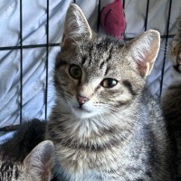 Photo of Spencer 🐱 