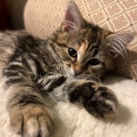Photo of Piper