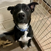 Photo of Lucky