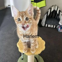 Photo of Harlem