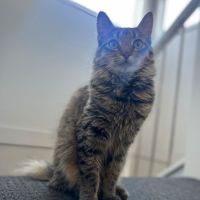 Photo of Totopo