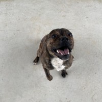 Photo of Pumba