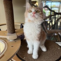 Photo of Angus & Fox