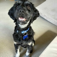 Photo of Sootie