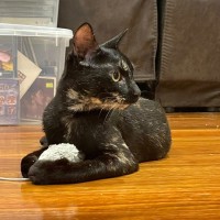 Photo of Shadow