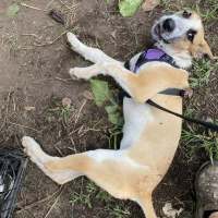 Photo of Daisy