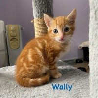 Photo of Wally
