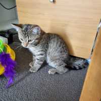 Photo of Olive