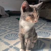 Photo of Nova