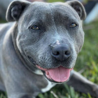 Photo of Stacey (Stax)