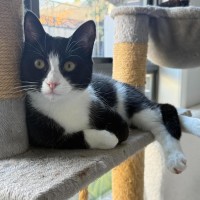 Photo of Zorro