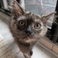 Photo of Soot Sprite 