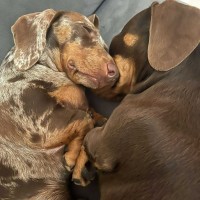 Photo of Marley And Truffles