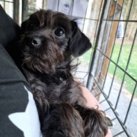 Photo of Topsy