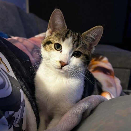 Gus - Domestic Short Hair (DSH) Cat