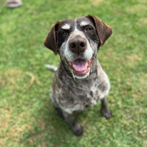 Elsa - German Wirehaired Pointer Dog