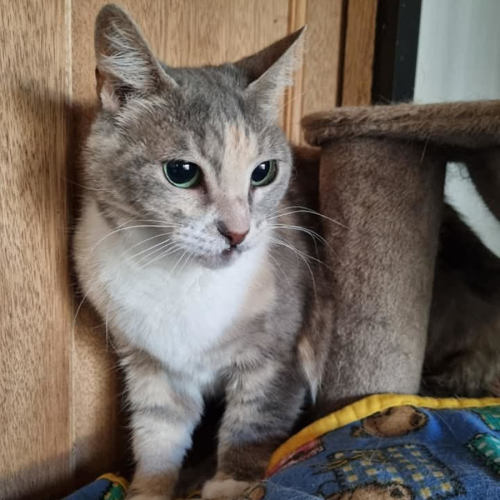 Zoe - Domestic Short Hair (DSH) Cat