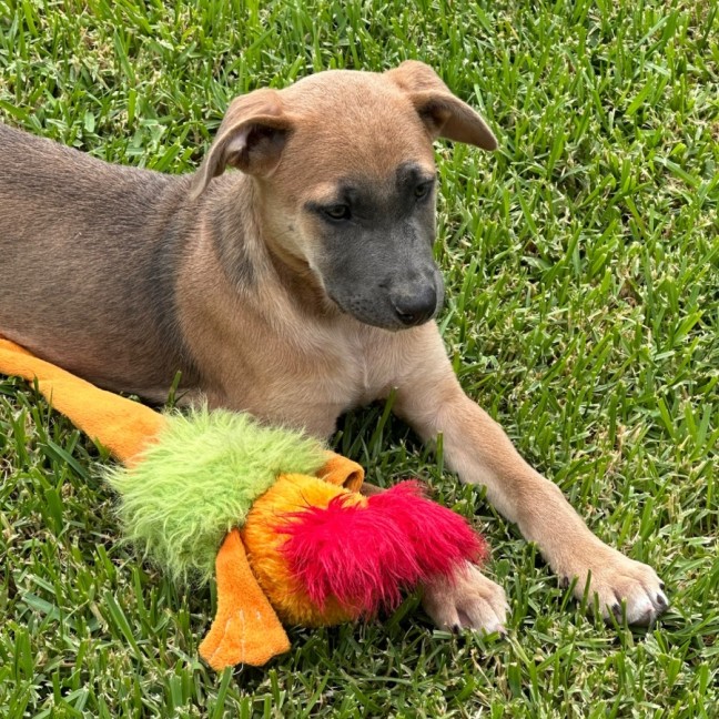 Photo of Aurora 🌺🐶