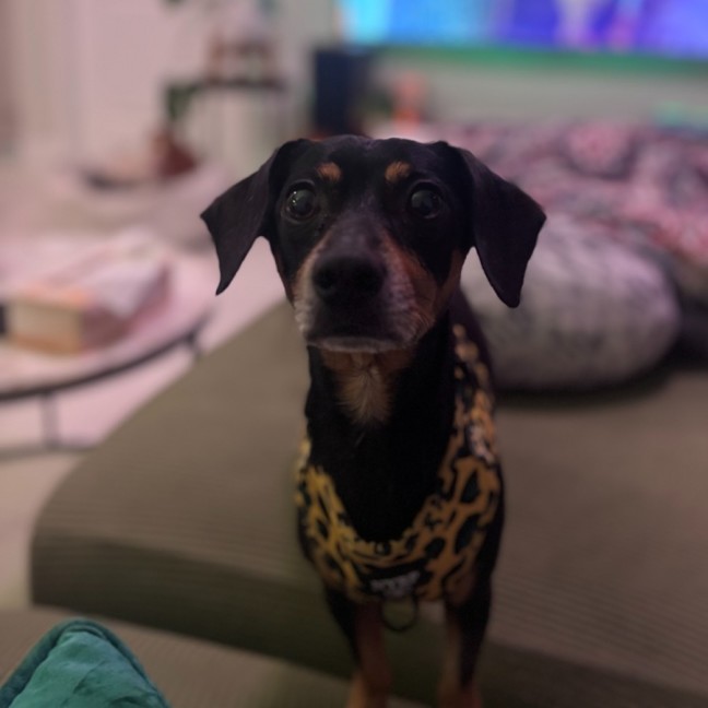 Photo of Trevor   6 Year Old Dachshund X Chihuahua