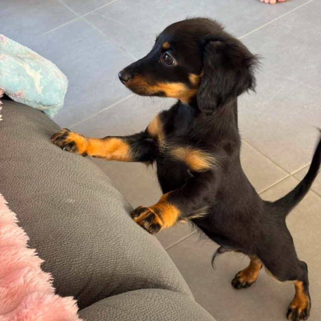 Photo of Padfoot