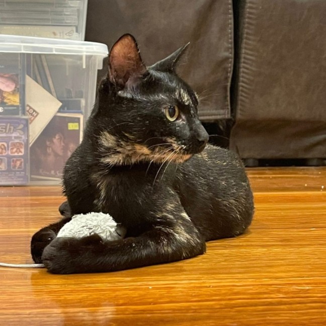 Photo of Shadow