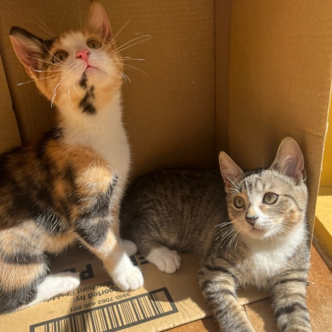 Photo of Pebbles & Carter