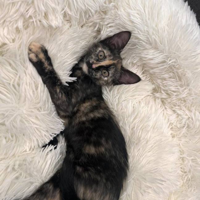 Photo of Moxie
