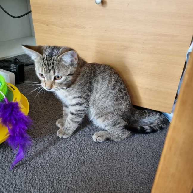 Photo of Olive