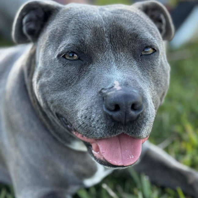 Photo of Stacey (Stax)